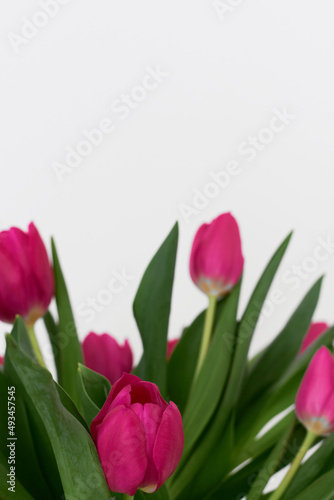 Fototapeta Naklejka Na Ścianę i Meble -  Fresh tulip flowers of pink color