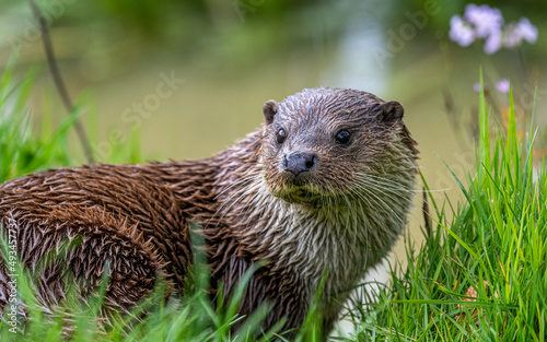 Fototapeta Naklejka Na Ścianę i Meble -  Eurasian Otter