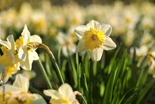 Flowers daffodils  Narcissus  yellow and white. Spring flowering bulb plants in the flowerbed. Selective focus