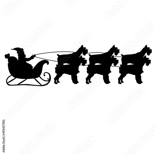 Miniature schnauzer
