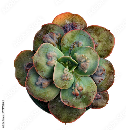 Ornamental plant Echeveria Paul Bunyan view from above