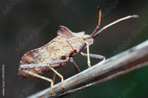 Coreus marginatus is a herbivorous species of true bug in the family Coreidae