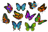 Butterfly set. Vector stock illustration eps10. 
