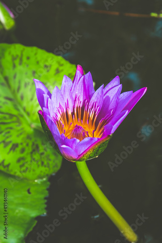 Purple or violet lotus flower or lily water flower.