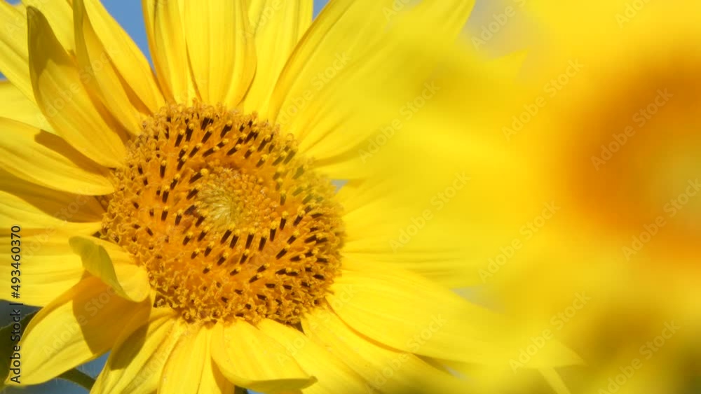 sunflower in the garden sunflower in the garden