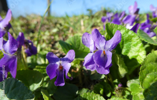 Viola odorata or wood violet is a flowering plant in the viola family  native to Europe and Asia. It s a small fragrant plant which booms in march