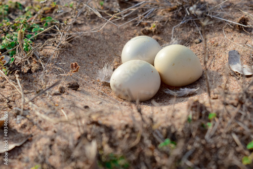Three gray Francolin (chicken bird) eggs on a sand nest in the scorching summer season. Tamilnadu, India.