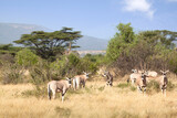 conjunto de varios antílopes  Oryx  pastando en el Parque nacional de Samburu  en Kenia , África, bajo un cielo azul