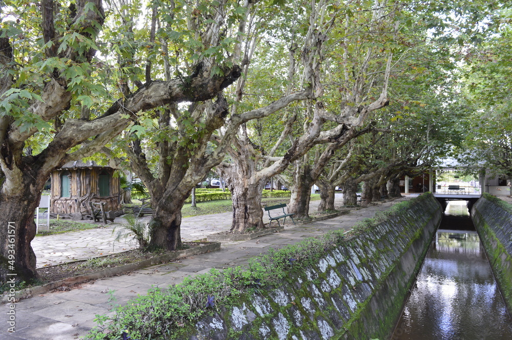 Fileira de árvores na beira do rio