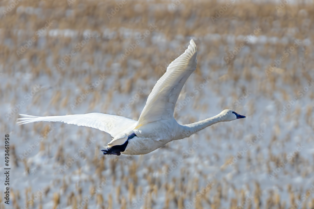 Fototapeta premium Tundra Swan