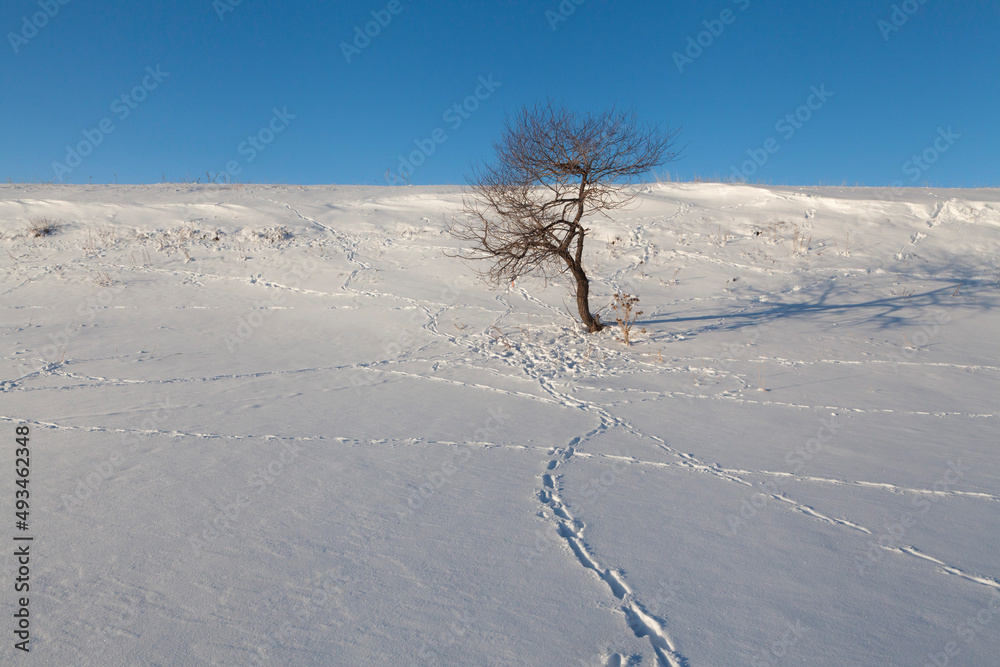 single tree in the snow