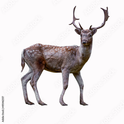 deer on a white background used for advertisements  flyers  news  posters  magazines  clipping path