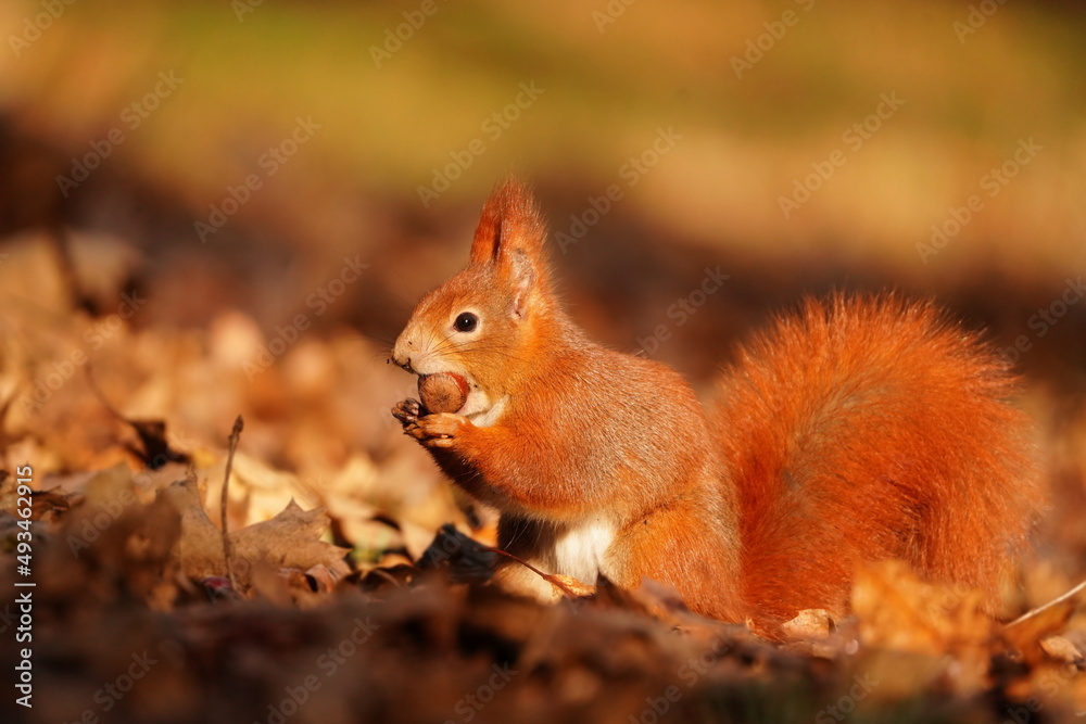 Portrait of a cute european red squirrel. Sciurus vulgaris. squirrel sitting on the ground. Autumn scene with a squirrel. Portrait of a cute european red squirrel. Sciurus vulgaris. squirrel sitting on the ground. Autumn scene with a squirrel.