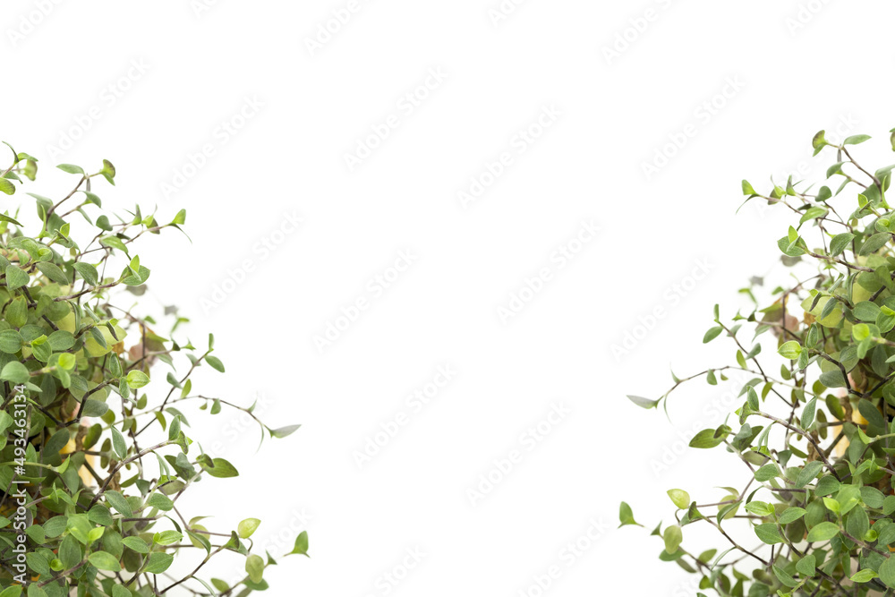 green bush isolated in front of white background green bush isolated in front of white background
