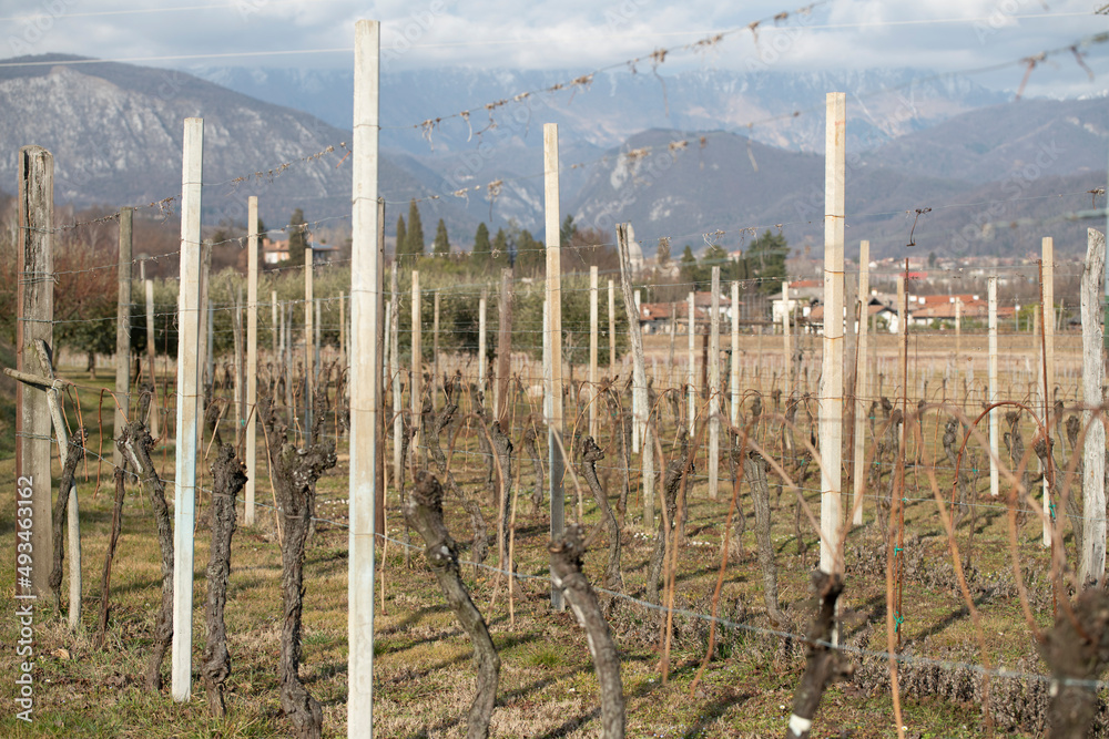 Fototapeta premium vineyard in the region in the background can be seen the mountains