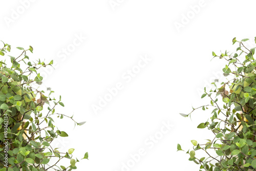 green bush isolated in front of white background