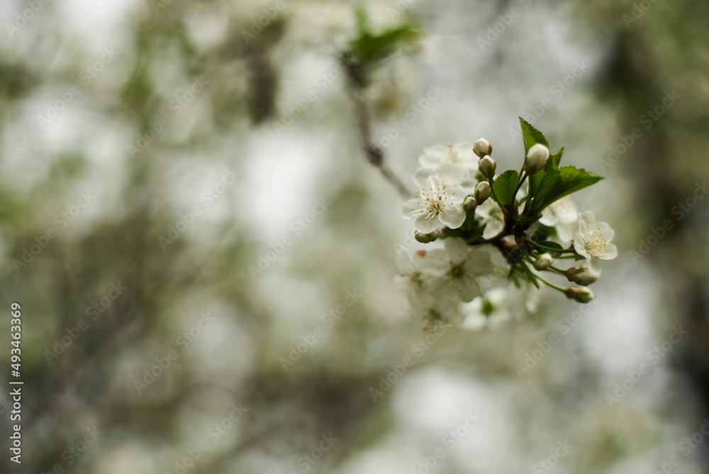 Beautiful white flowers of apple tree. Selective focus bokeh. Green natural background. Romantic background. Beautiful spring background. Floral branch. Beautiful white flowers of apple tree. Selective focus bokeh. Green natural background. Romantic background. Beautiful spring background. Floral branch.