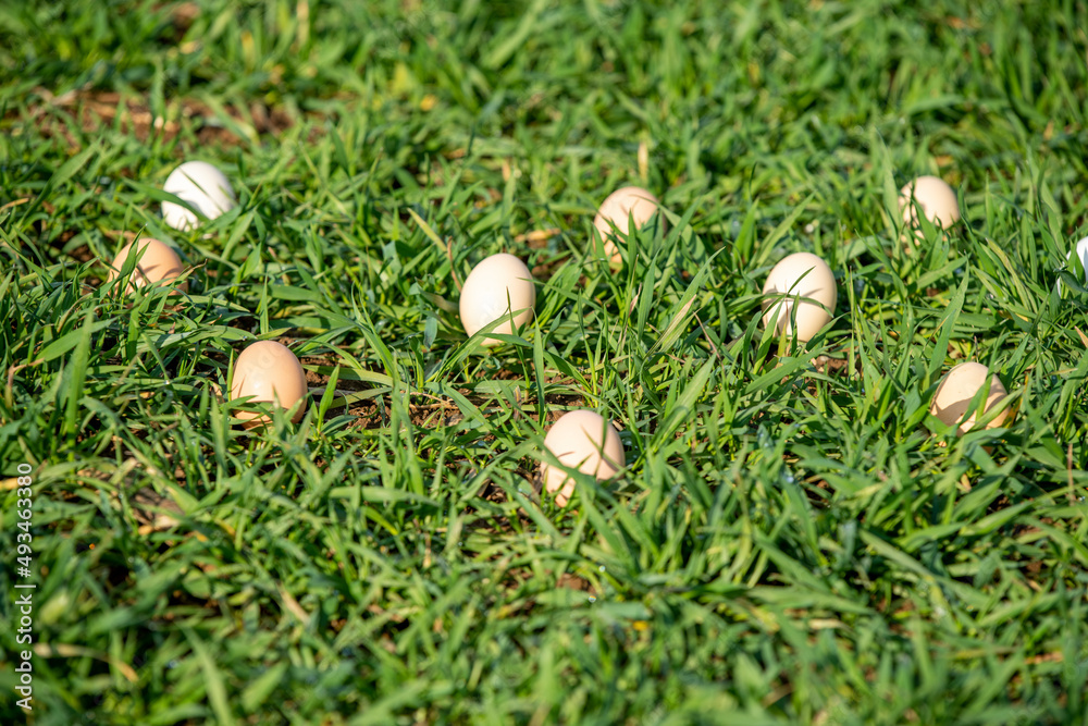 grass on the grass grass on the grass