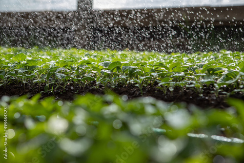 watering eggplant seedlings in a greenhouse. High quality photo