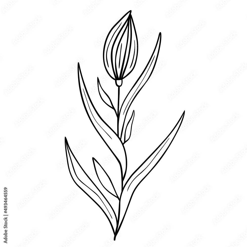 Hand drawn flower isolated on white background. Vector floral summer element. Decorative doodle sketch illustration. Hand drawn flower isolated on white background. Vector floral summer element. Decorative doodle sketch illustration.