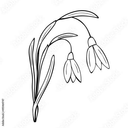 Hand drawn flower isolated on white background. Vector floral summer element. Decorative doodle sketch illustration.