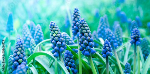 blue muscari flowers in green grass. macro natural background