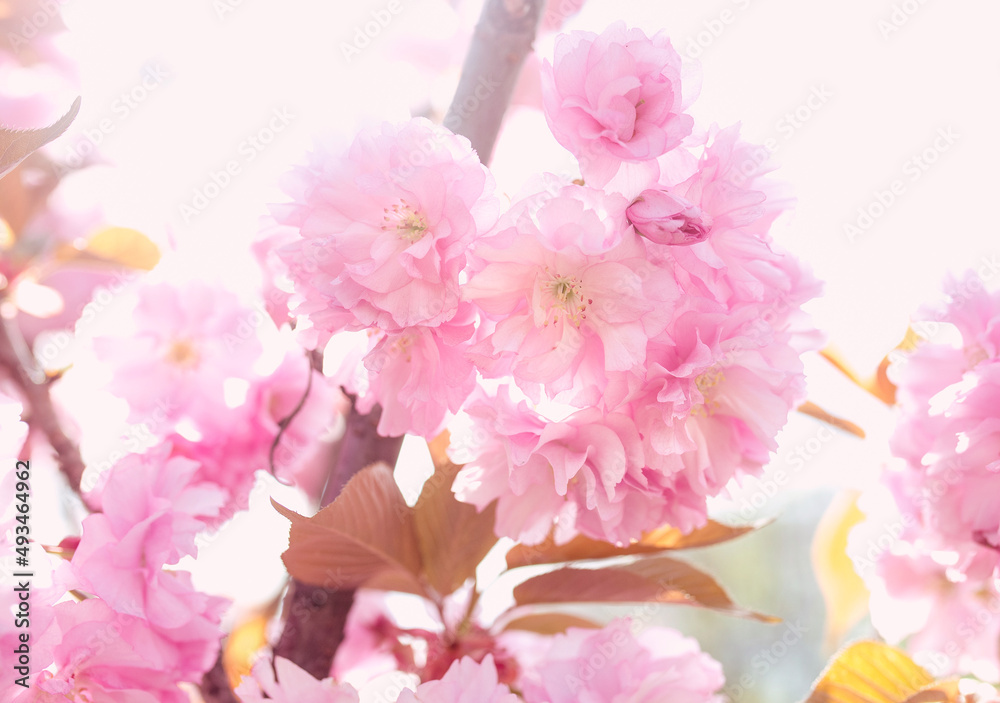 Amazing pink sakura tree in bloom in spring in sunny day Amazing pink sakura tree in bloom in spring in sunny day