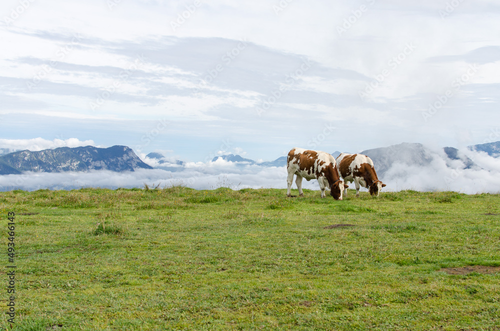 Fototapeta premium Zwei Kühe auf einer Weide in der Wildschönau, Tirol, Spätsommer