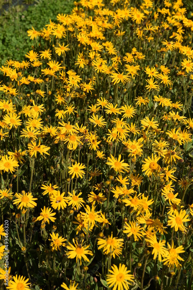 FIORI ARNICA FIORI ARNICA