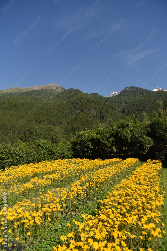 FIORI ARNICA