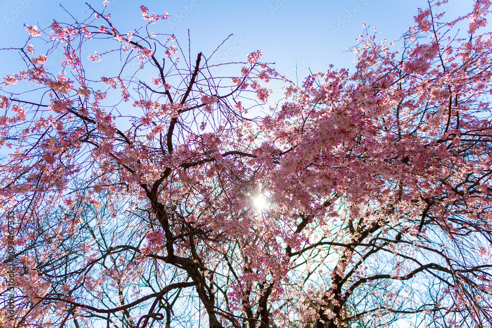 春の桜と青空