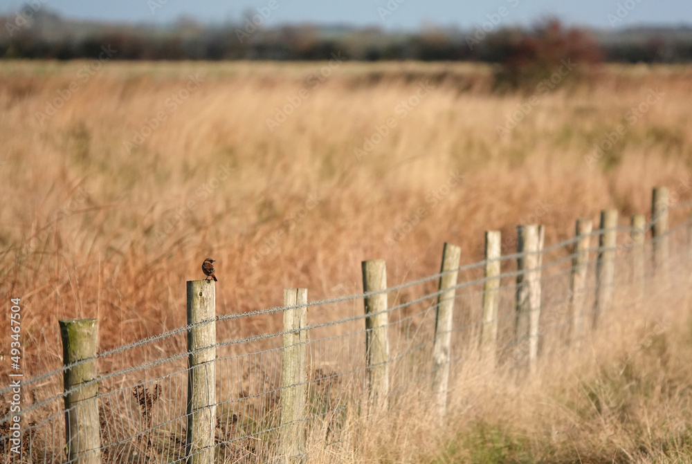 A selective focus shot of a small stonechat perching on a wooden fence post in the countryside against a defocused background. 