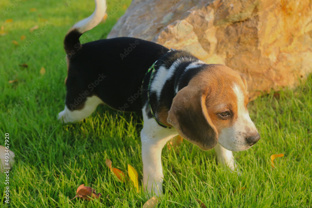 Purebred beagle puppy lying on the grass in the outdoor garden. dog beagle on the walk in the park outdoor.