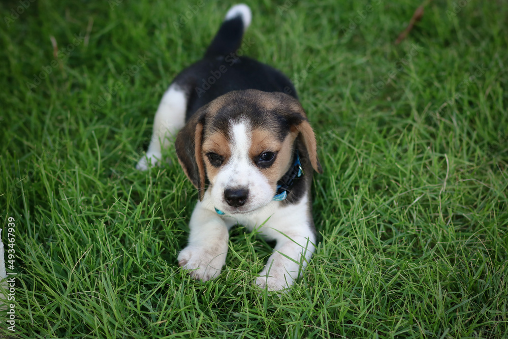 Purebred beagle puppy dog lying on grass in garden outdoor.