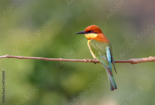 The chestnut-headed bee-eater, or bay-headed bee-eater, is a near passerine bird in the bee-eater family Meropidae. It is a resident breeder in the Indian subcontinent.