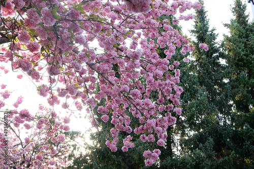 FU 2020-04-16 Kirsch 109 Viele rosa Kirschblüten hängen an den Zweigen