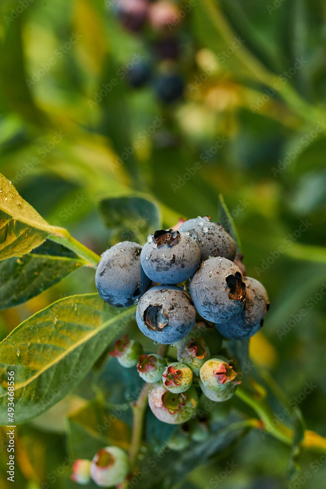 Blueberry bush on sunset, organic ripe with succulent berries, just ready to pick, Blueberries plant growing in a garden field, . Blue berry hanging on a branch, Bio, organic healthy food Blueberry bush on sunset, organic ripe with succulent berries, just ready to pick, Blueberries plant growing in a garden field, . Blue berry hanging on a branch, Bio, organic healthy food