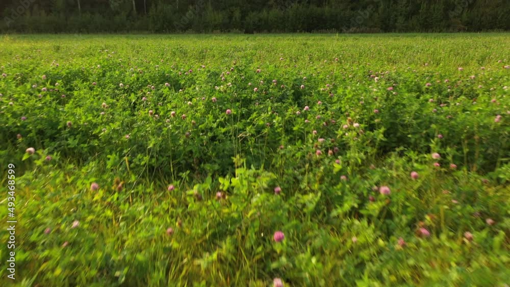 Field with clover. Over green field. Forest in background. Field with clover. Over green field. Forest in background.