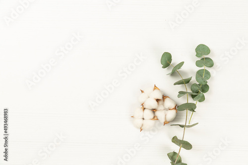 eucalyptus leaf and cotton on a white background