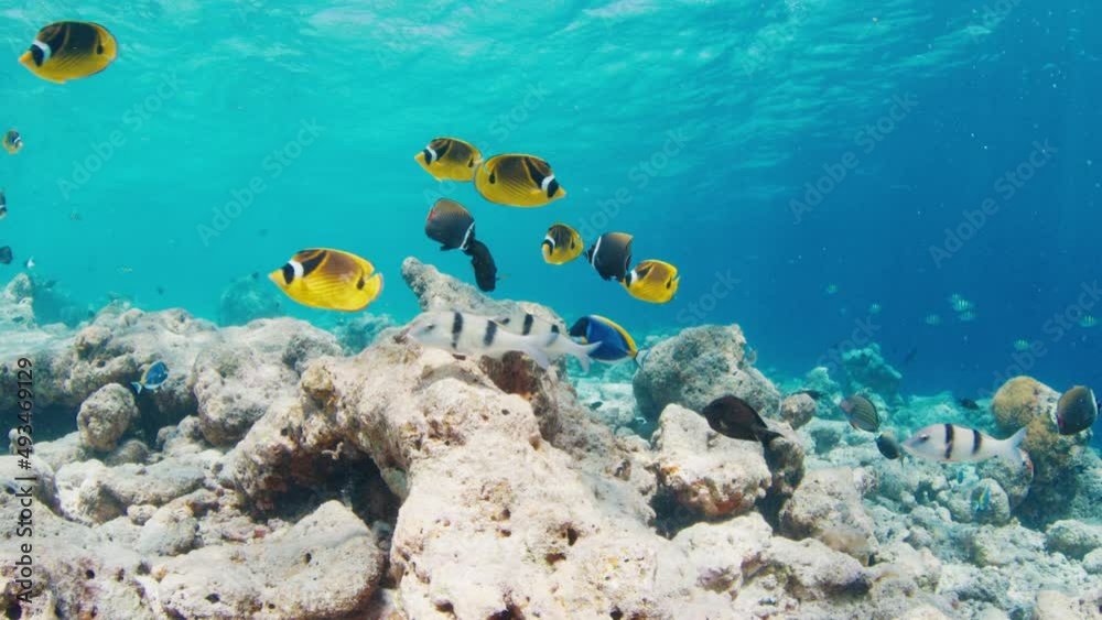 Fishes swim over the rocks in tropical sea in Maldives