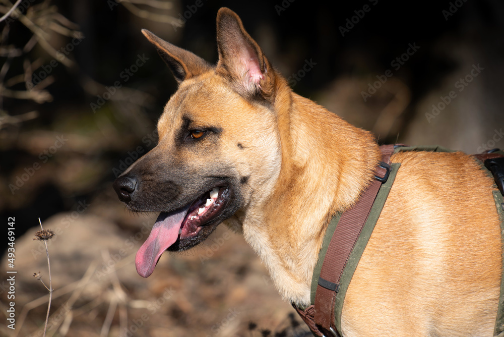 A young brown German Shepherd mix breed stands by the harness in front of a forest edge outdoors and observes the surroundings