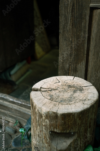 stump in the wood