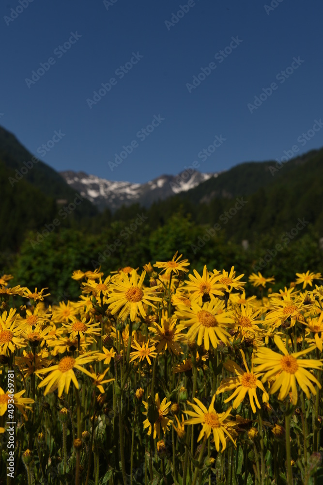 Obraz premium FIORI ARNICA