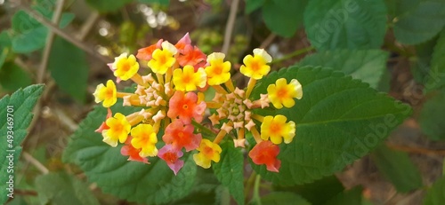 West Indian Red and Yellow Lantana Flower in the Bushes