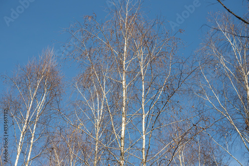 Branches of a silvery birch against a blue sky.
