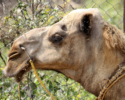 Portrait of dromedary or one-humped camel (Camelus Dromedarius) : pix SShukla