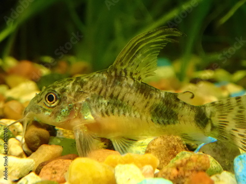 Aquarium fish - Corydoras, lies at the bottom next to the algae. © Houston