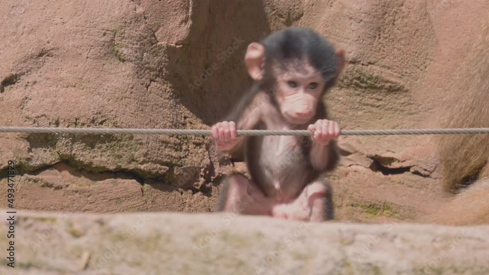 Close up of a playful cute newborn monkey playing with a rope