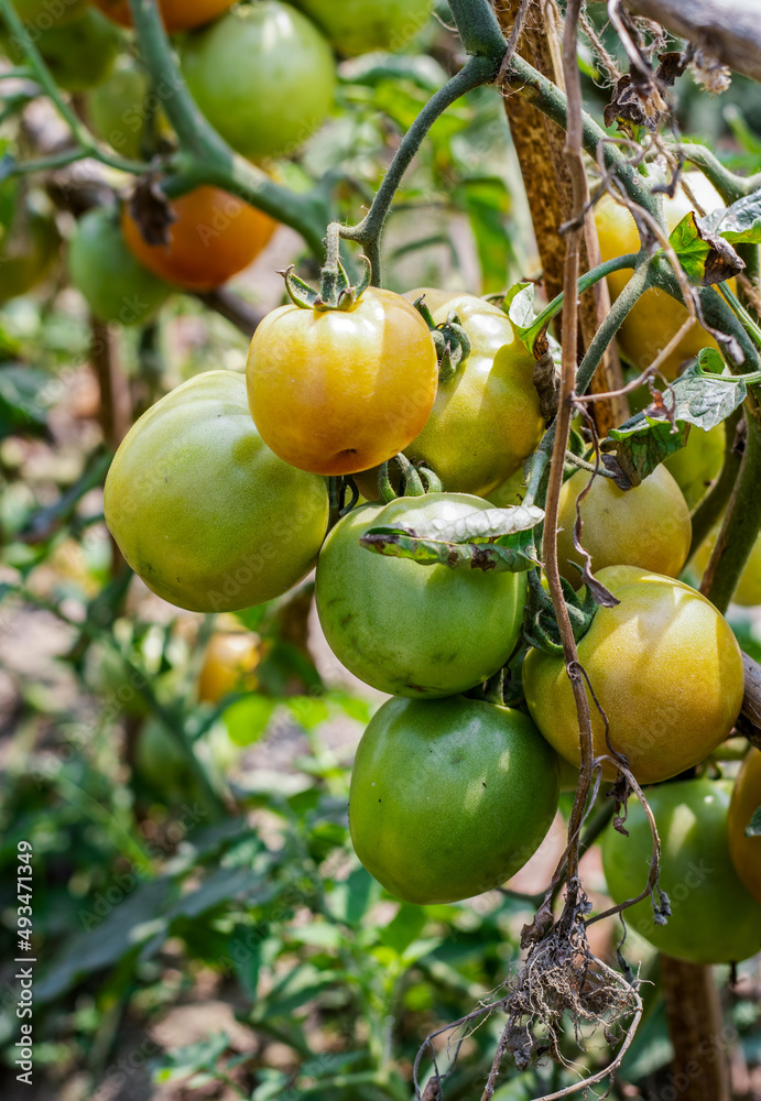 Hanging delicious organic tomatoes on the garden
