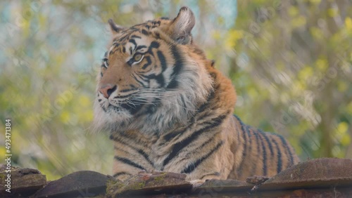 Close up portrait of a Sumatran tiger photo